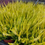 Vres obyčajný (Calluna vulgaris) ´AGNETA´ - výška 10-20 cm, C1L/P9